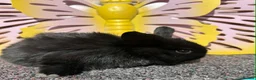 Lionhead rabbits for sale: Pure breed Lionhead  - Advert 18
