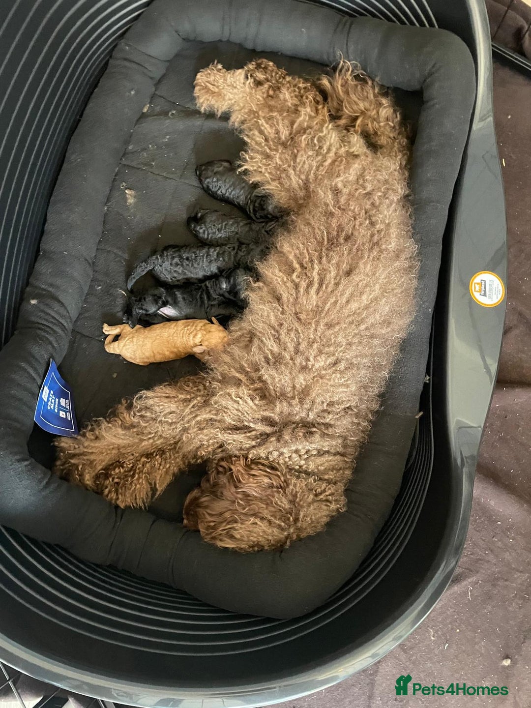 Miniature Poodle dogs for sale: Majestic trusted companies secure yours today  - Image 8