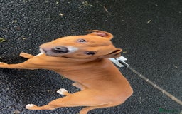 Staffordshire Bull Terrier dogs for stud: Staffordshire bull terrier for stud  - Image 3