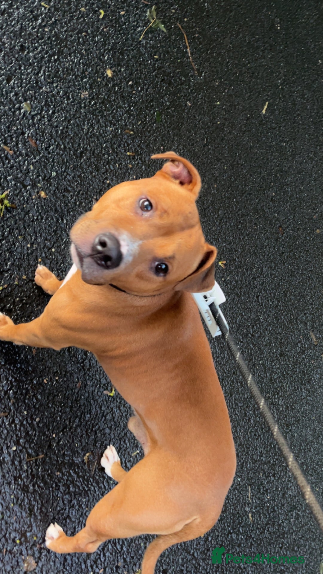 Staffordshire Bull Terrier dogs for stud: Staffordshire bull terrier for stud  - Image 3