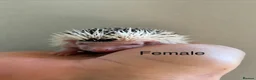 Pygmy Hedgehog rodents for sale: Gorgeous litter for Sale!  - Advert 16