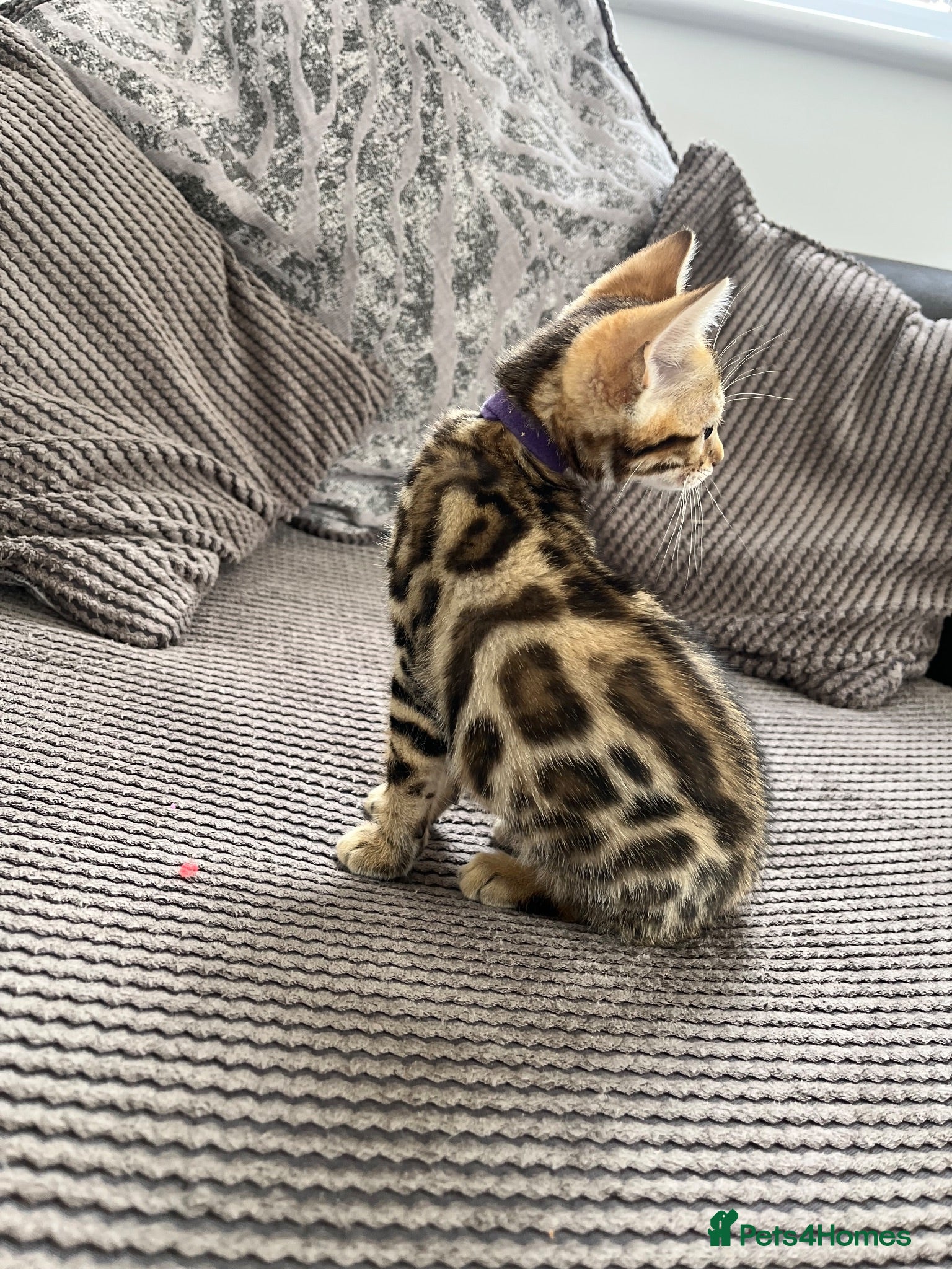 Bengal cats Stunning full pedigree registered bengal kittens  - Advert 1