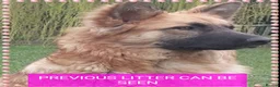German Shepherd dogs for sale: Stunning babys - Advert 7
