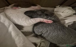 Staffordshire Bull Terrier dogs for sale: Staffy puppies - Image 5