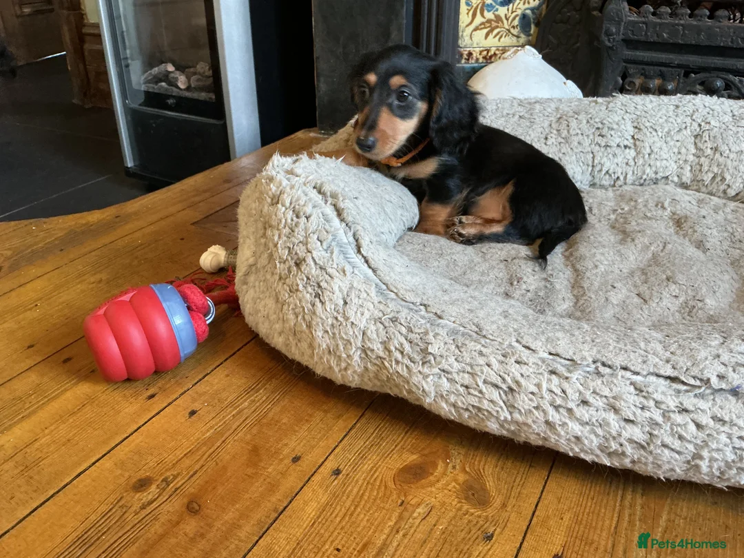 Miniature Dachshund dogs for sale: KC reg mini longhaired dachshund pups 1 girl2xboys - Advert 19