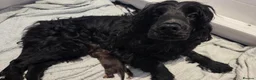Cocker Spaniel dogs for sale: RKC SHOW COCKER SPANIEL PUPPIES EXTENSIVELY HEALTH - Advert 2