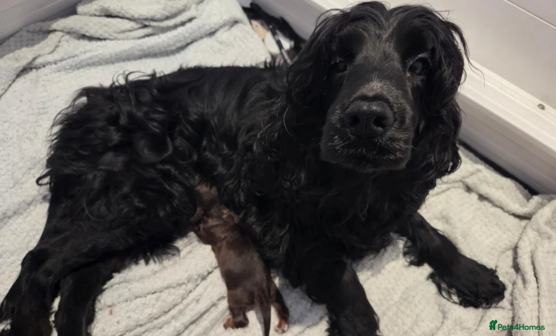 Cocker Spaniel dogs for sale: RKC SHOW COCKER SPANIEL PUPPIES EXTENSIVELY HEALTH - Advert 2