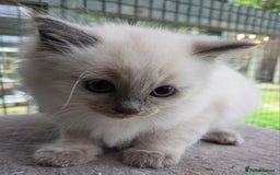 Ragdoll cats for sale: 1 Beautiful Female Ragdoll - Image 3