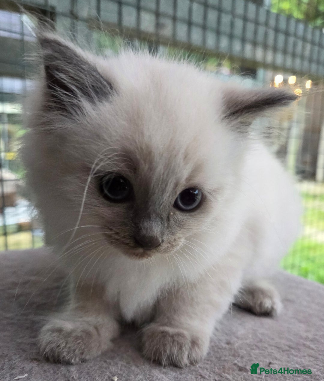 Ragdoll cats for sale: 1 Beautiful Female Ragdoll - Image 3