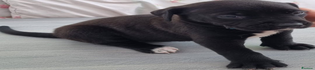 American Bully Puppy 9