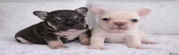 French Bulldog dogs for sale: Beautiful well loved babies  - Advert 7