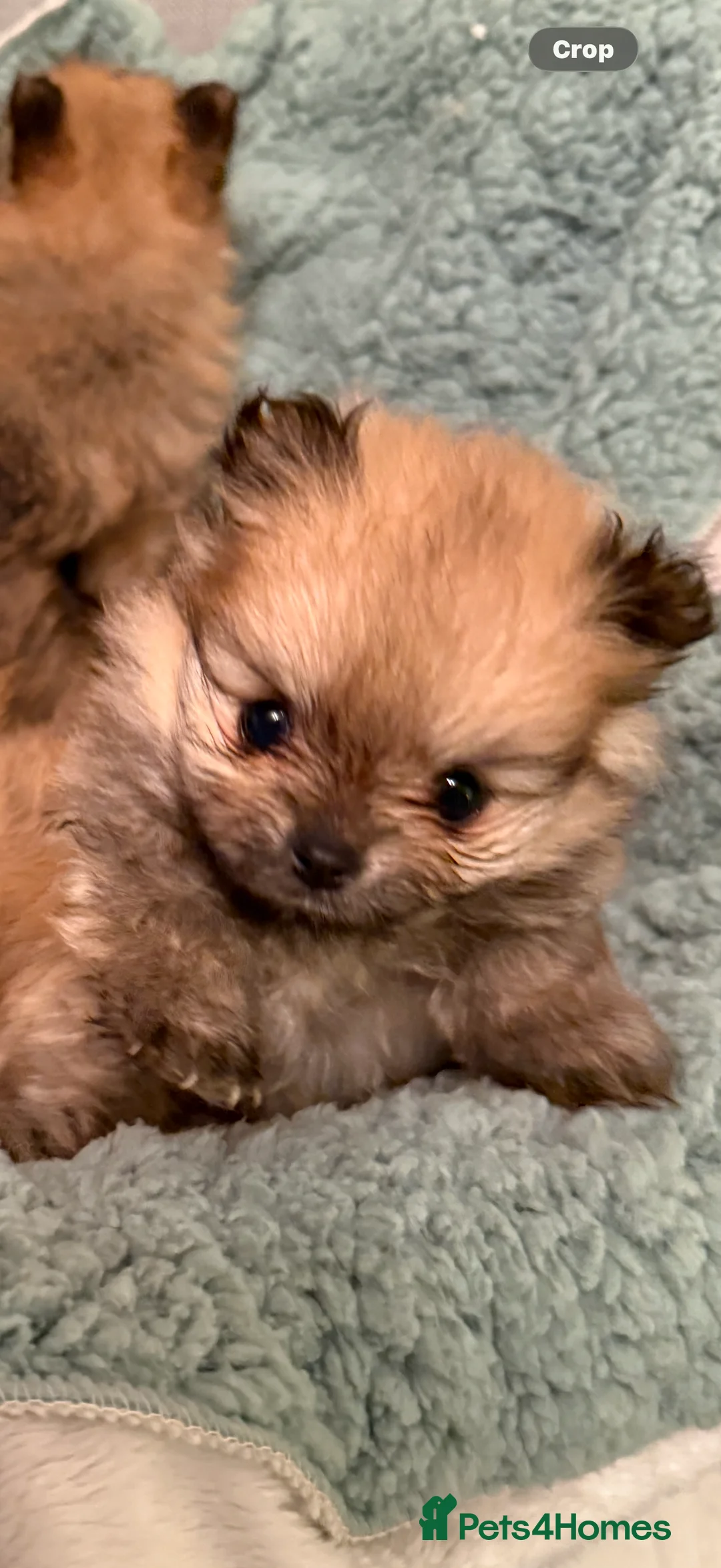 Pomeranian dogs for sale: Beautiful quality health tested Pomeranian girls  - Advert 2