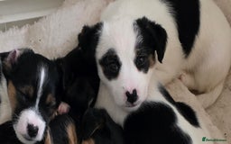 Jack Russell dogs for sale: Jack Russell puppies  - Image 10