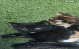 Brazilian Shorthair cats for sale: Little black rescue kitten - Image 13