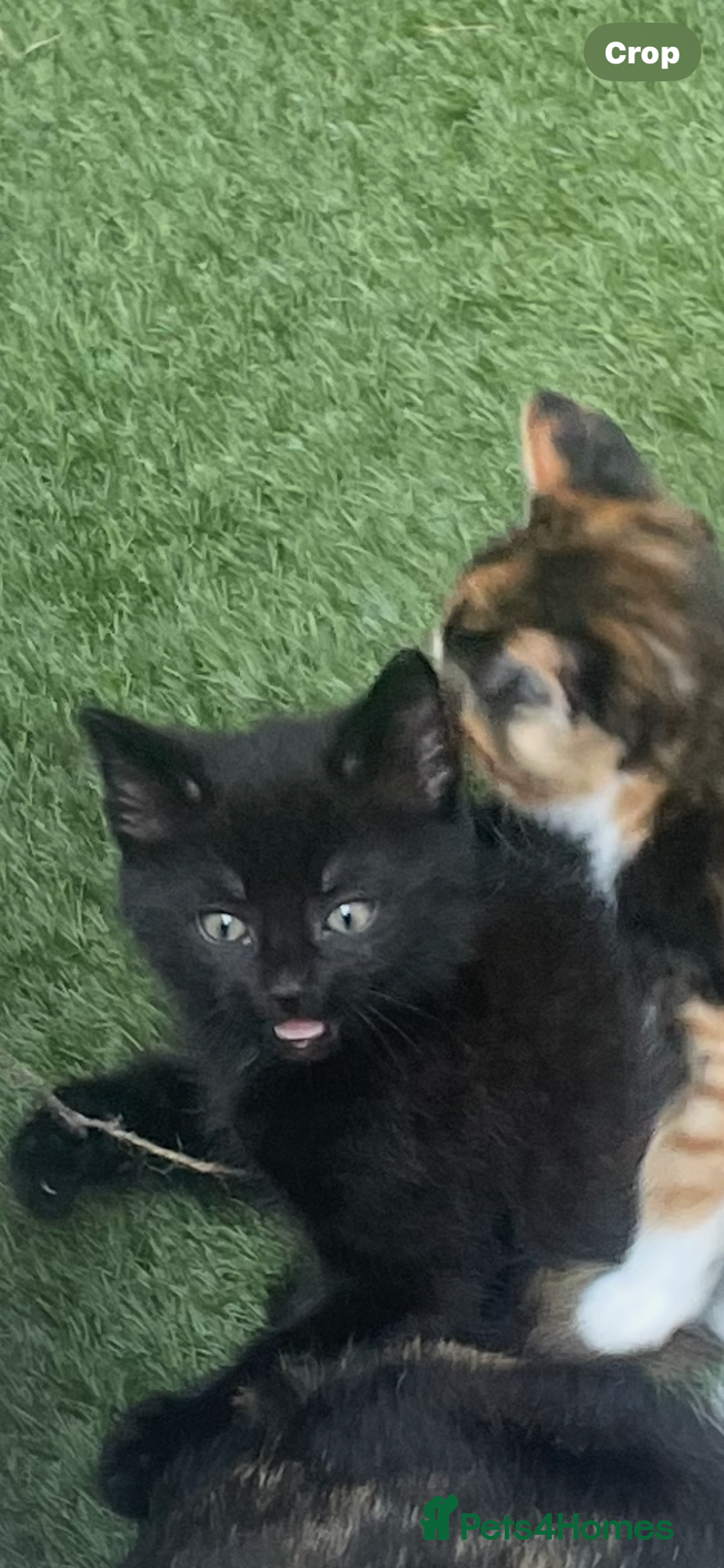 Brazilian Shorthair cats for sale: Little black rescue kitten - Image 13