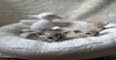 Bengal cats - Advert 7