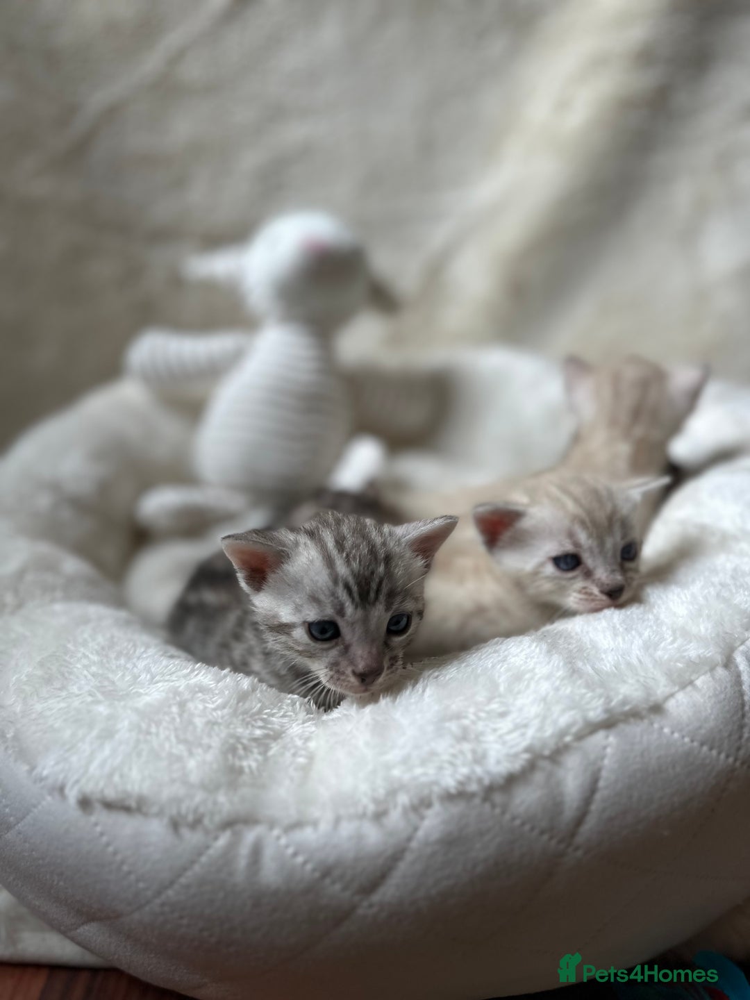 Bengal cats for sale: 💎💎💎 Luxury Bengal Kittens Available  - Image 3