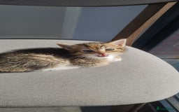Mixed Breed cats for sale: 4 beautiful colourful coat kittens - Image 8