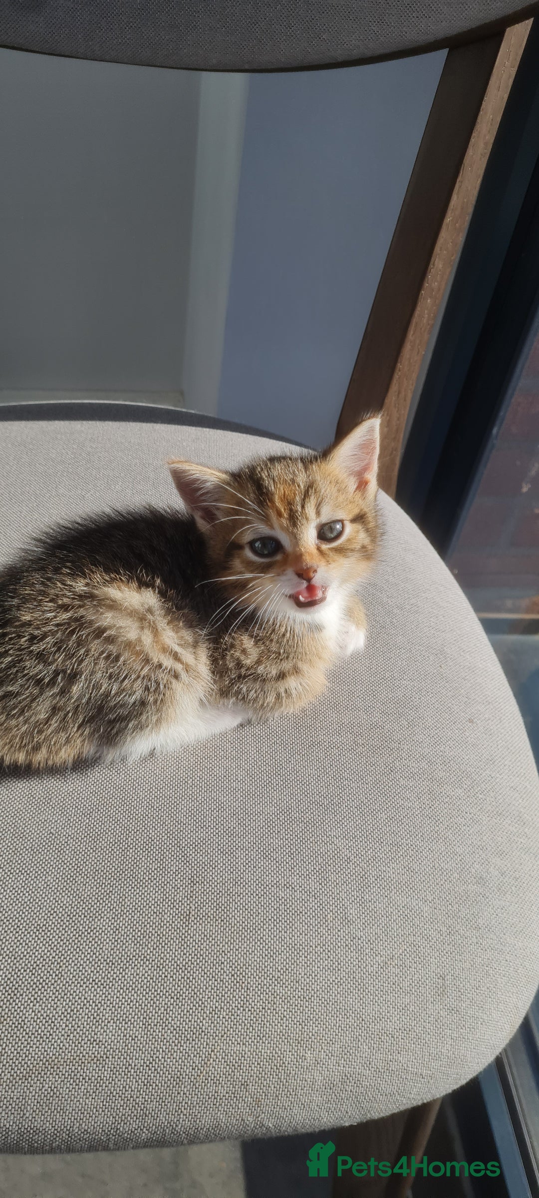 Mixed Breed cats for sale: 4 beautiful colourful coat kittens - Image 8