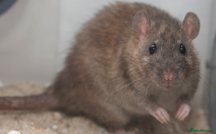 Rat rodents - Advert 12