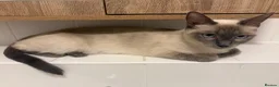 Ragdoll cats for sale: 1 year old ragdoll  - Advert 5