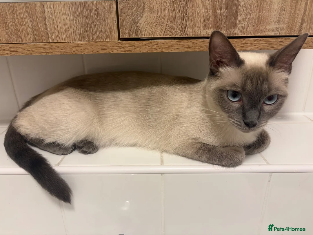 Ragdoll cats for sale: 1 year old ragdoll  - Advert 5