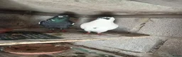 Pigeons birds for sale: Afghni pigeions in Southall - Advert 5