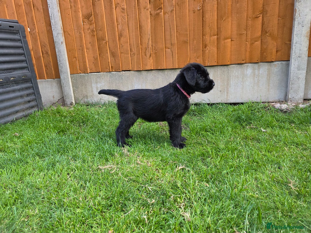 Giant Schnauzer dogs for sale: Working Line Giant Schnauzer Puppies Available  in West Bromwich - Image 3