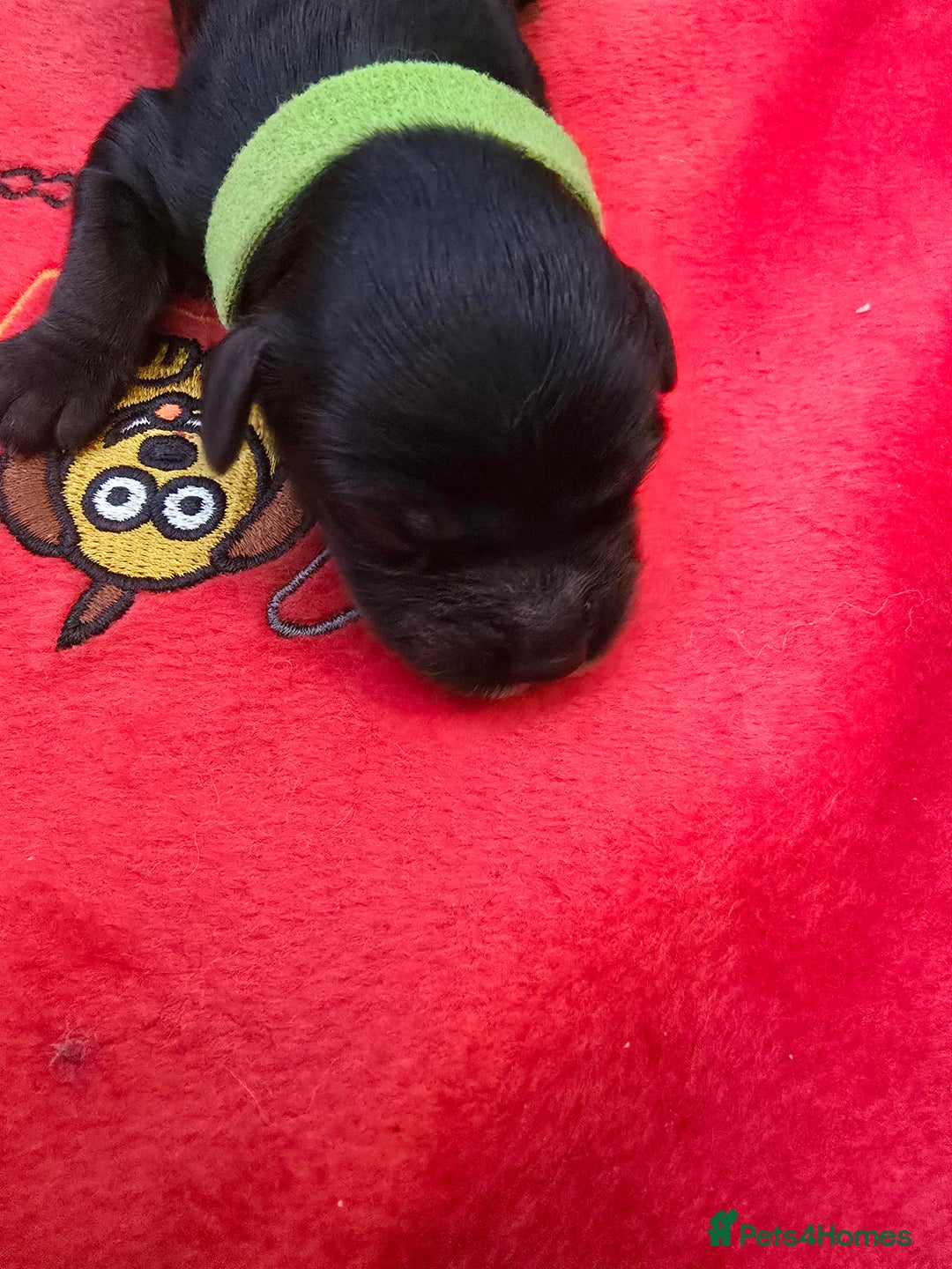 Cockapoo dogs for sale: American Cockapoo Puppies - Image 15