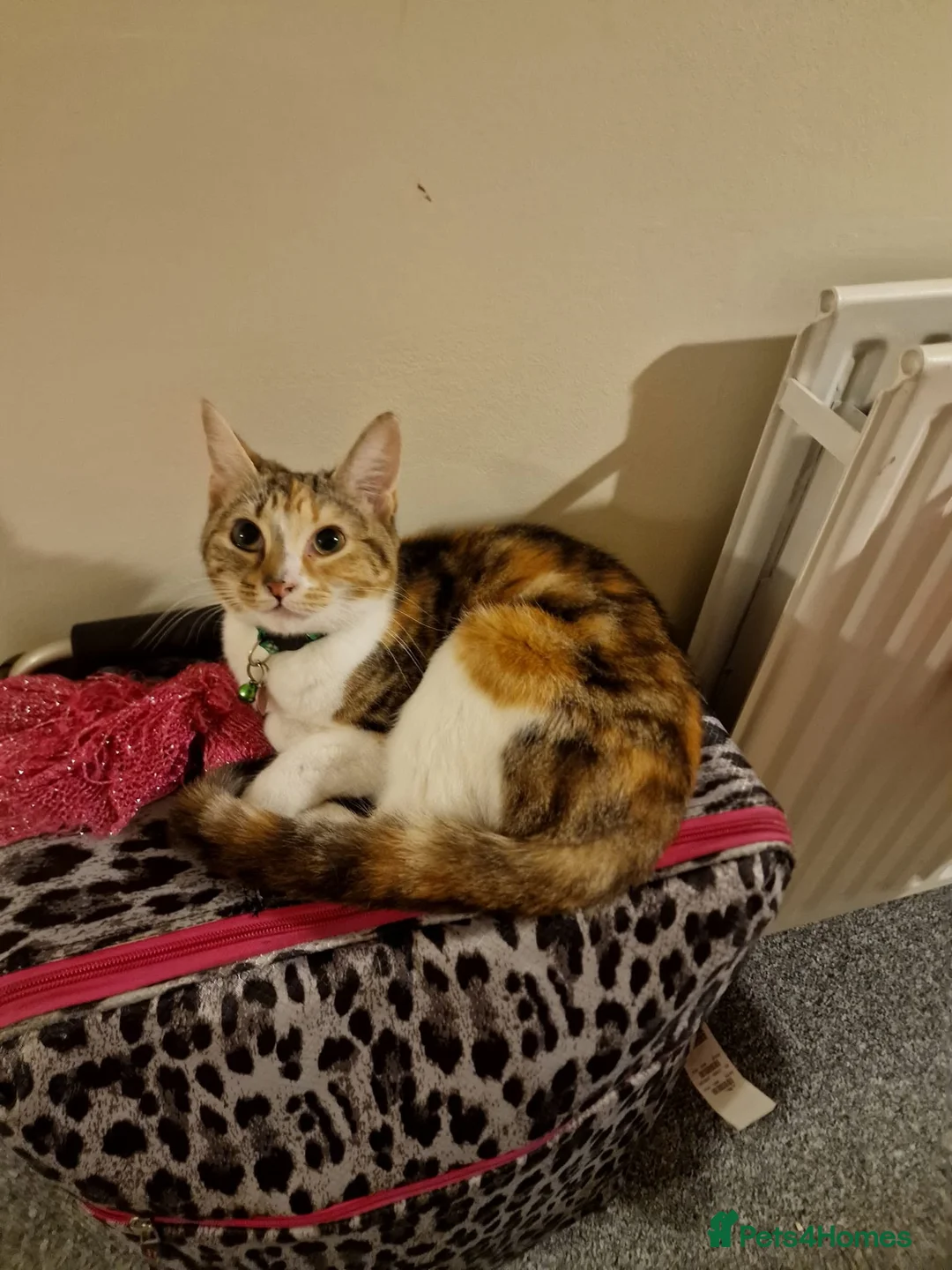 Mixed Breed cats for sale: Beautiful female cat  - Advert 9