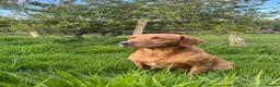 Labrador Retriever dogs for sale: KC FULLY HEALTH TESTED FOX RED LABRADORS  - Advert 6