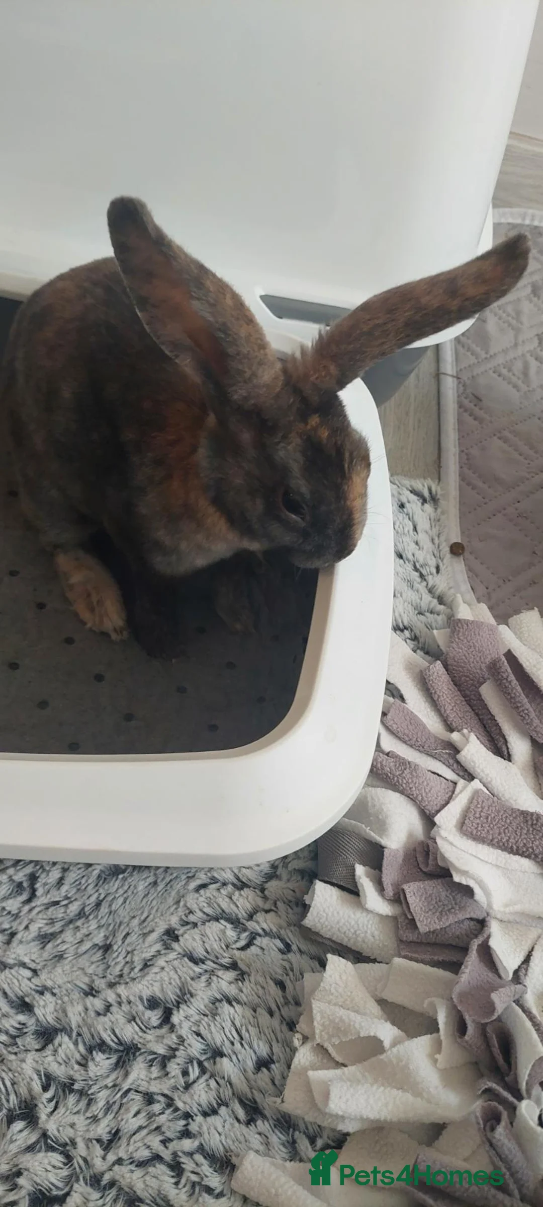 English rabbits for sale: Two rabbits,male and female, £15 each - Advert 4