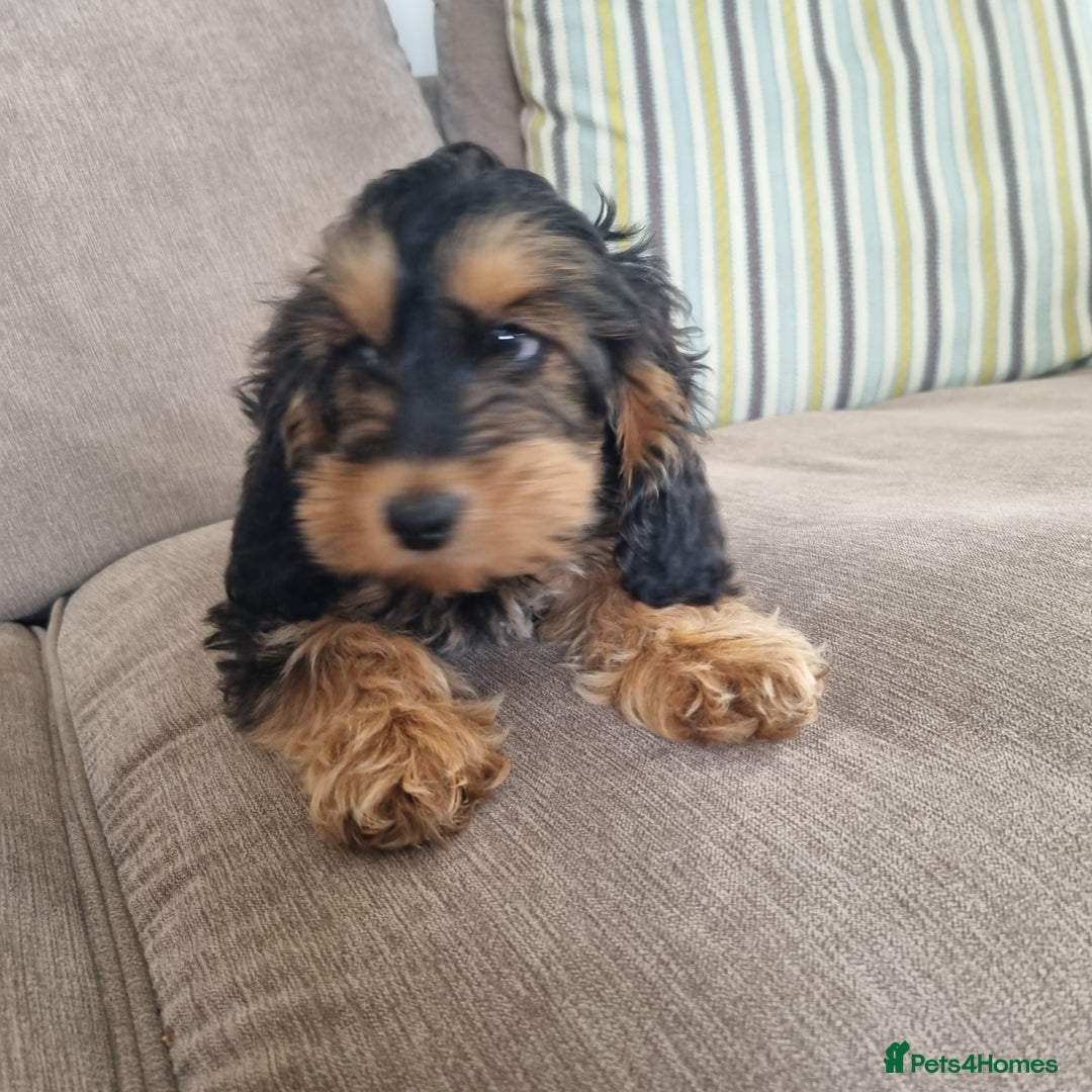 Cockapoo dogs for sale:  F1 Cockapoo puppies  - Image 5