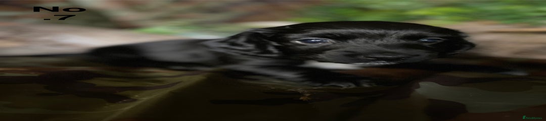 Mixed Breed Puppy 7