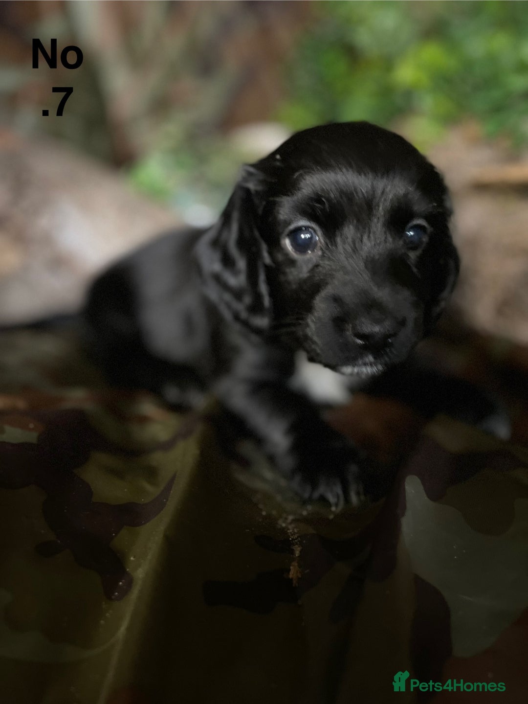 Mixed Breed dogs for sale: 8 beautiful cockapoo stunning colours  - Image 9