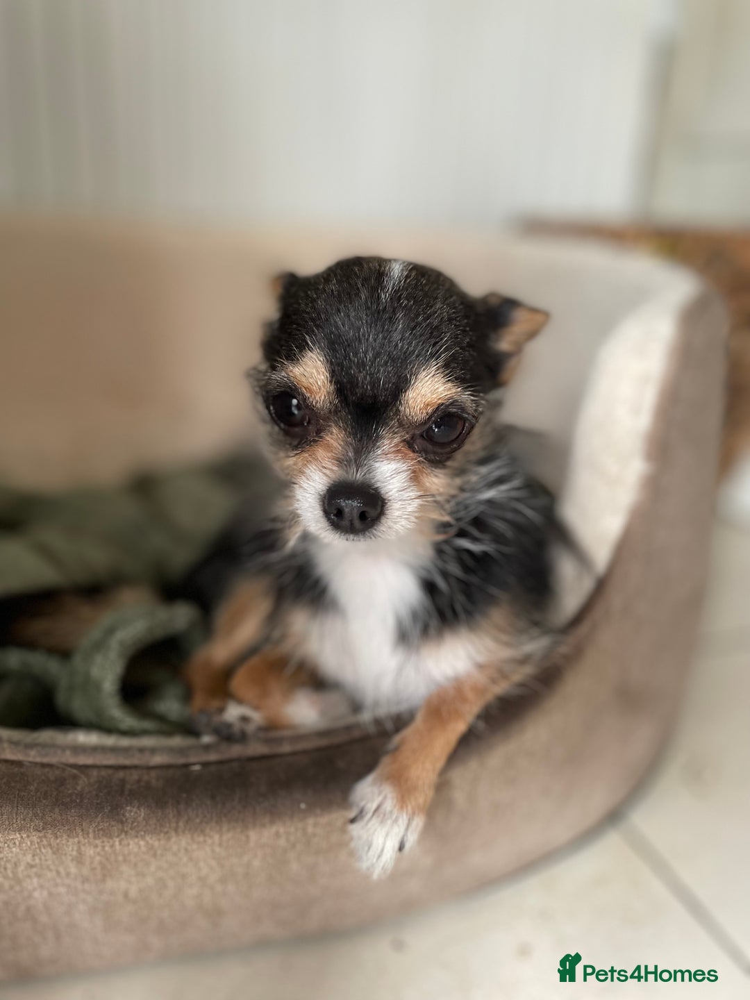 Chihuahua dogs for stud: For Stud only - Image 2