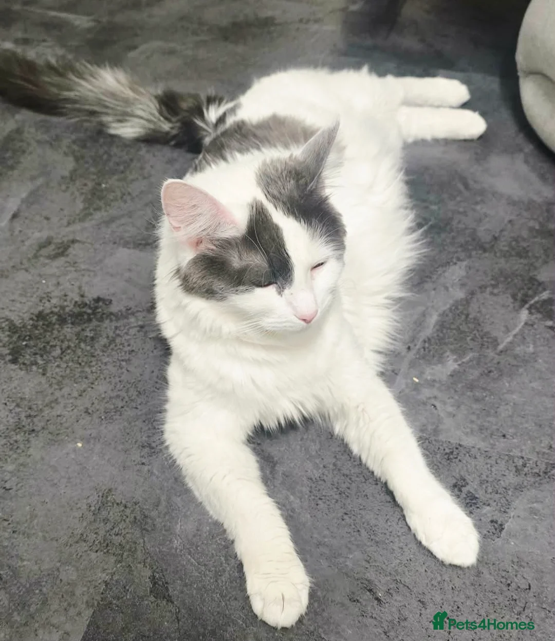 Mixed Breed cats for sale: Gorgeous mixed kittens 🥰 - Advert 22