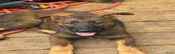 German Shepherd dogs for sale: Working Line GSD × Belgian Puppies – Ready Now - Advert 12