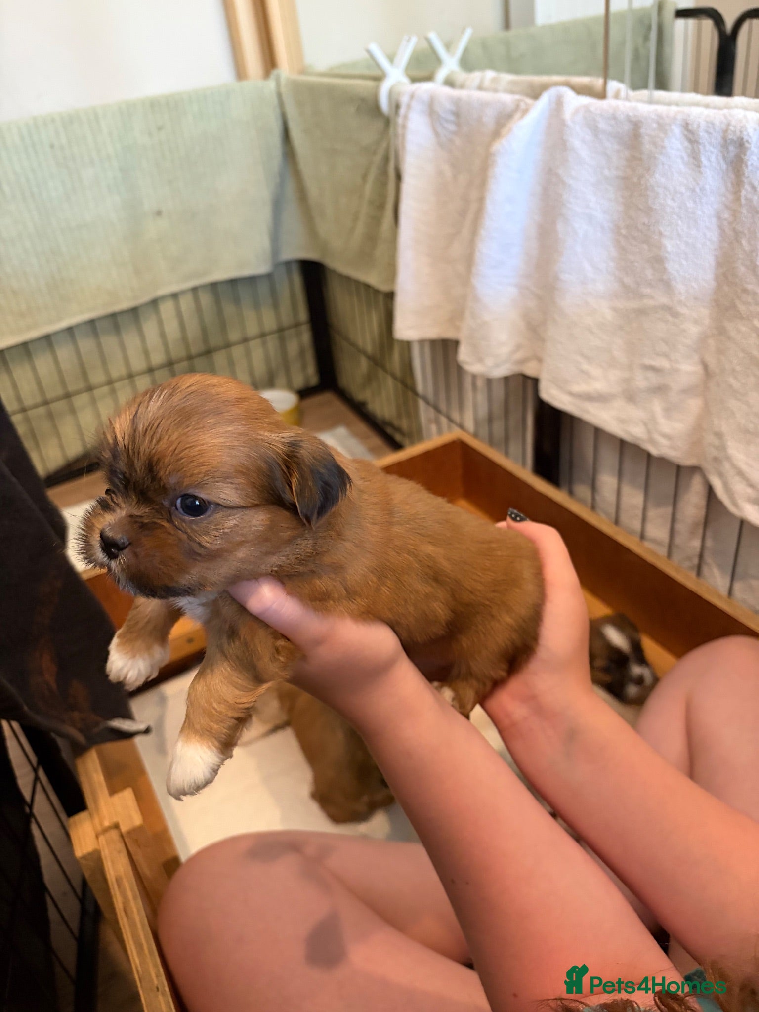 Lhasa Apso dogs Kc Reg Lhasa pup Only 1 left  - Advert 8