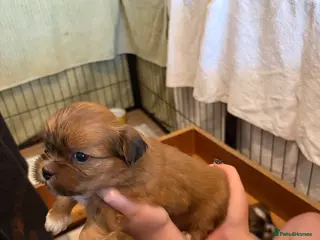 Lhasa Apso dogs Kc Reg Lhasa pup Only 1 left PRA4 clear - Advert 6