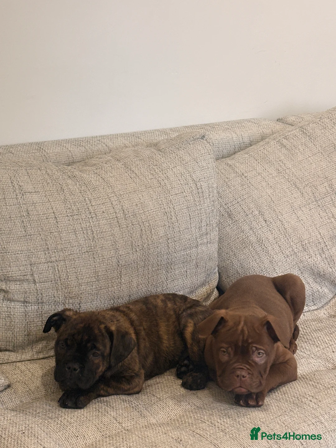Mixed Breed dogs for sale: Fully Vaccinated Puppies Ready to go! - Advert 2
