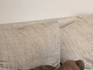 Mixed Breed dogs Fully Vaccinated Puppies Ready to go! - Advert 9