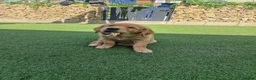 Golden Retriever dogs for sale: Stunning dark golden retriever puppies for sale - Advert 18