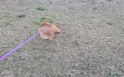 Mixed Breed dogs for sale: 6 months ol d chihuahua x frenchie  - Image 4