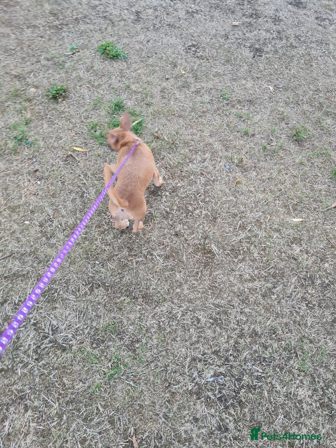 Mixed Breed dogs for sale: 6 months ol d chihuahua x frenchie  - Image 4