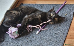 Domestic Shorthair cats for sale: Female Tortoise Shell Cat - Image 5