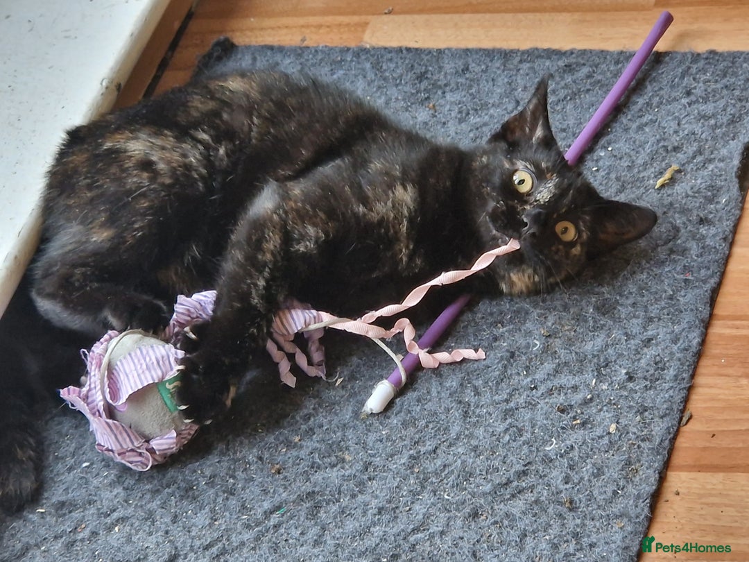 Domestic Shorthair cats for sale: Female Tortoise Shell Cat - Image 5