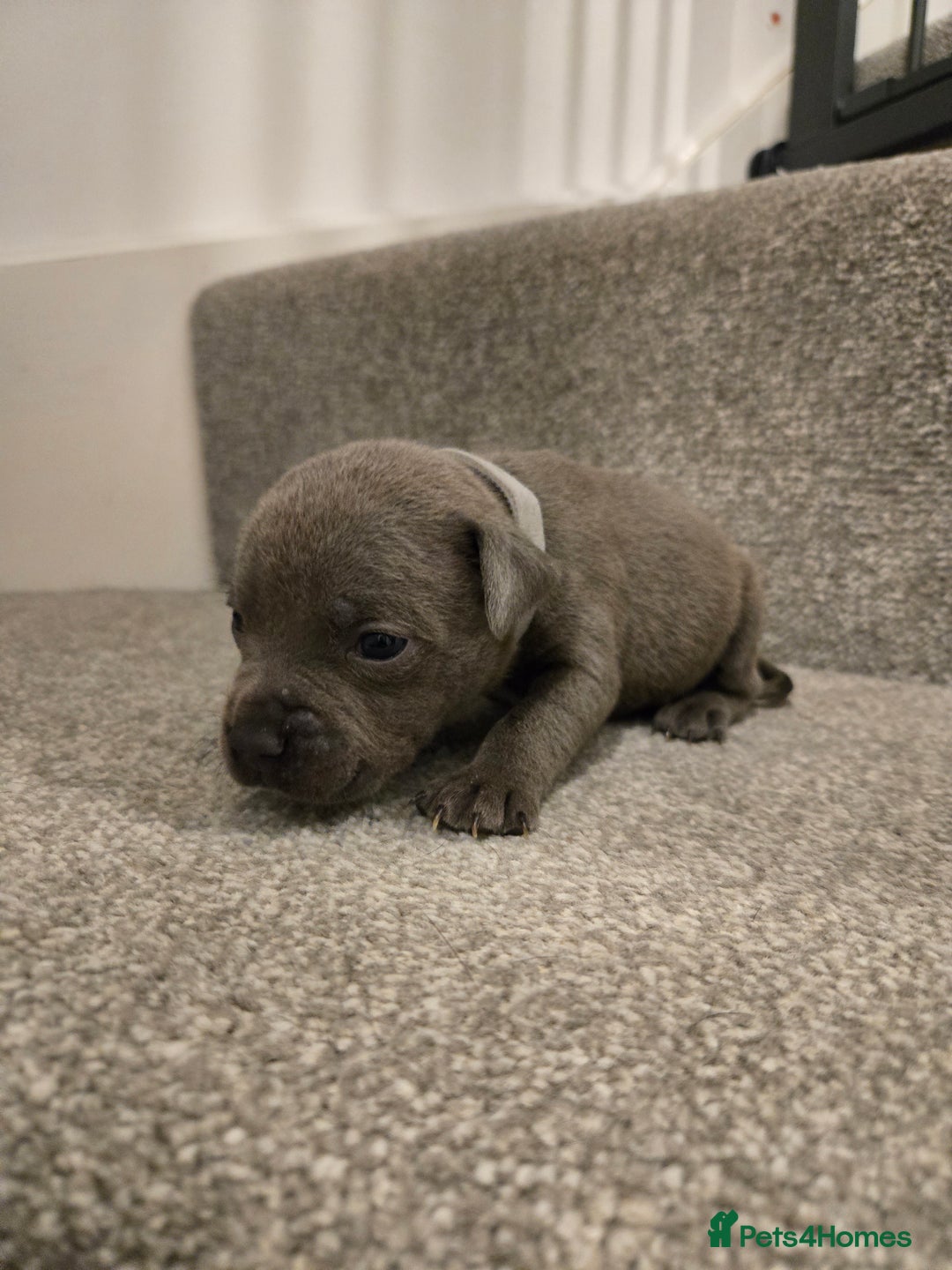 Staffordshire Bull Terrier dogs for sale: Blue Staffy Puppies 🐶 - Advert 26