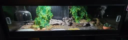 Leopard Gecko reptiles for sale: Leopard gecko with 50 gallon reptile tank. - Advert 5