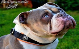 Olde English Bulldogge dogs for sale: Olde english bulldogge pups 1 male / 1 female  - Image 2